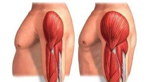 Biomecânica da Hipertrofia